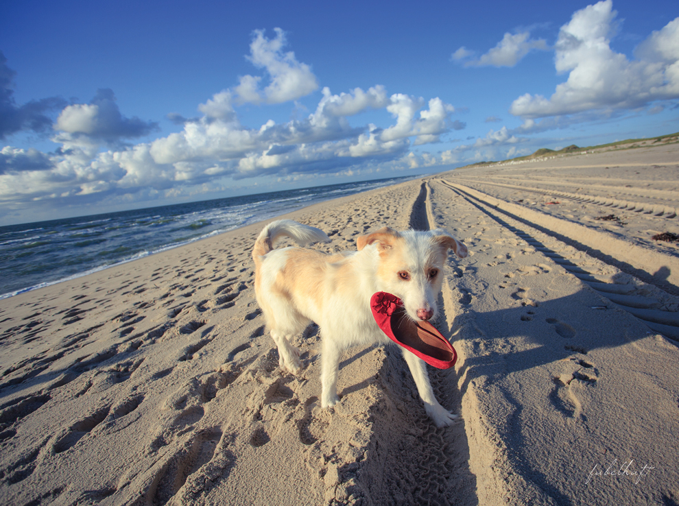 Sylt List Hundestrand Urlaub