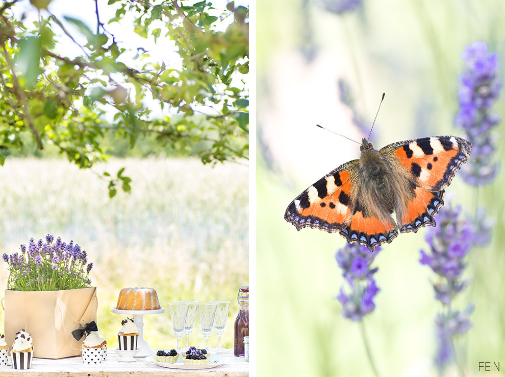 FEIN Fotografie Lavendel Sweet Table Schmetterling