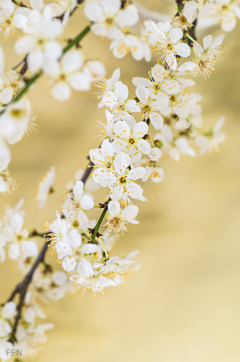 Marmor Schlehenblüten
