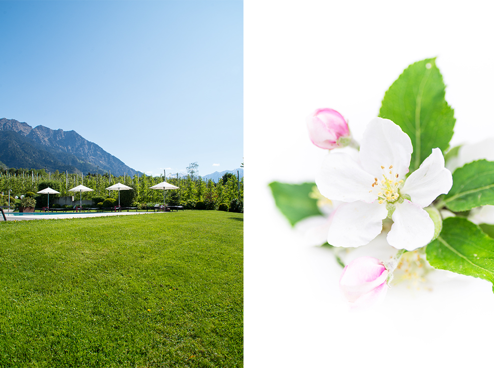 Sommerdrink Apfelblüte