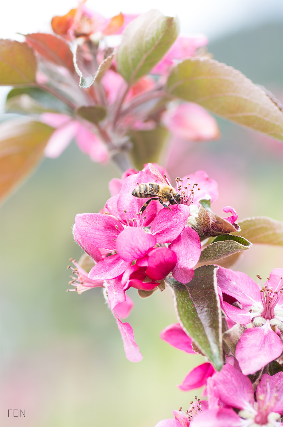 Sommerdrink Bergapfelsaft Rouge Blüte