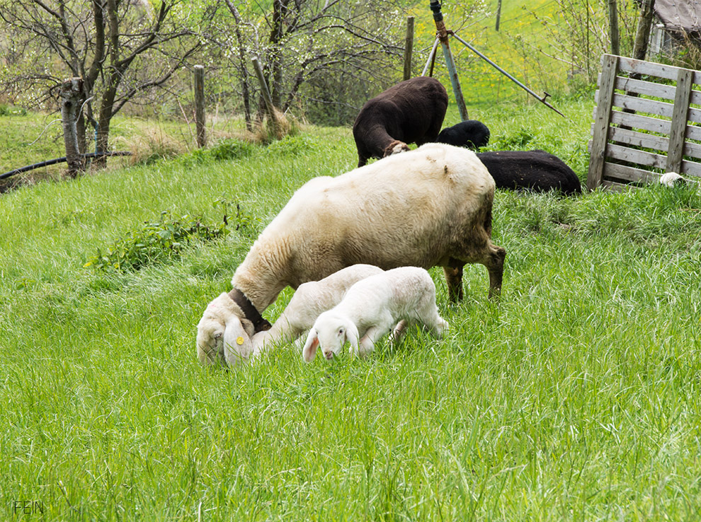 Sommerdrink Südtirol Sommer