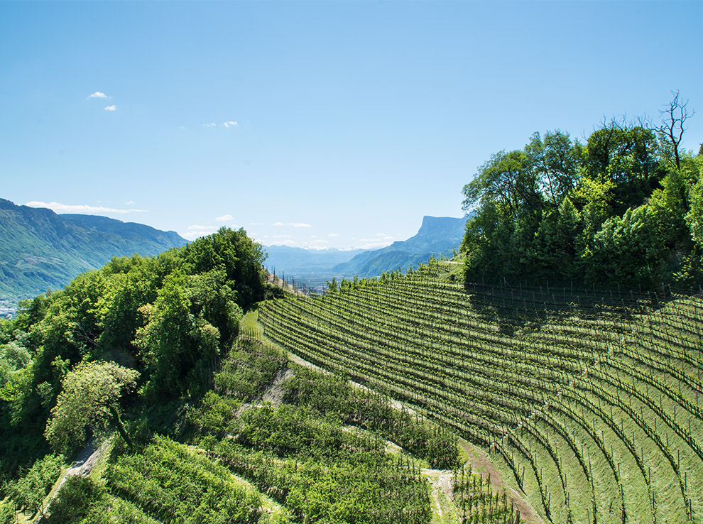 Sommerdrink Südtirol Weinberge