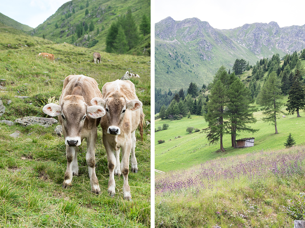 Zuhause Unterwegs Südtirol Berge