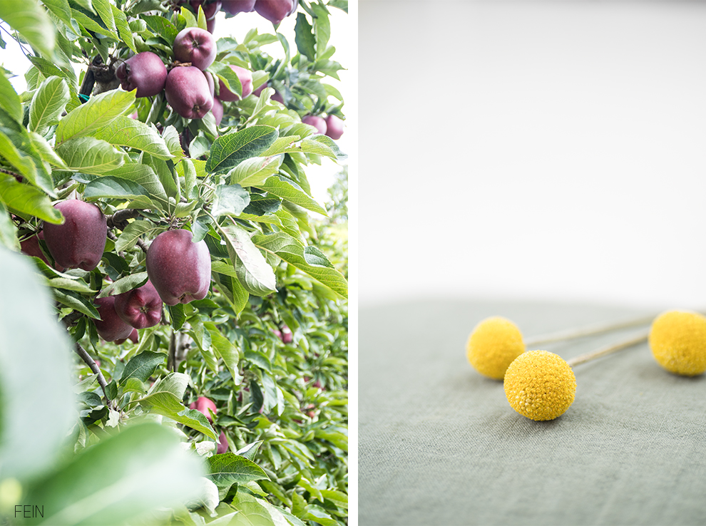 Südtirol Apfelernte Äpfel