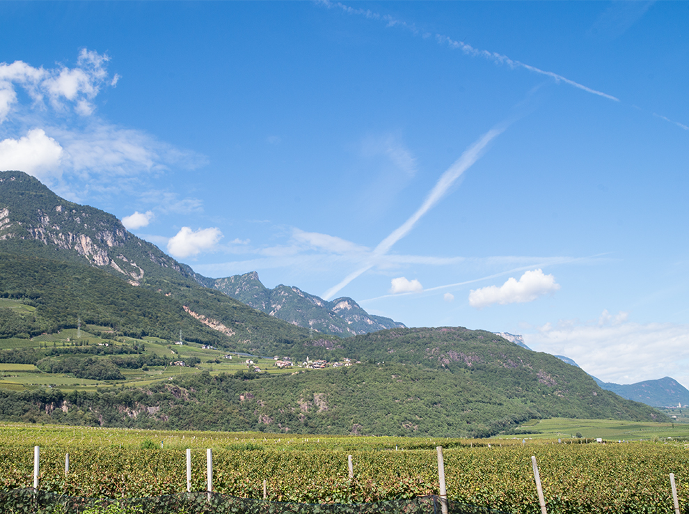 Südtirol Weinanbau Kalterer See