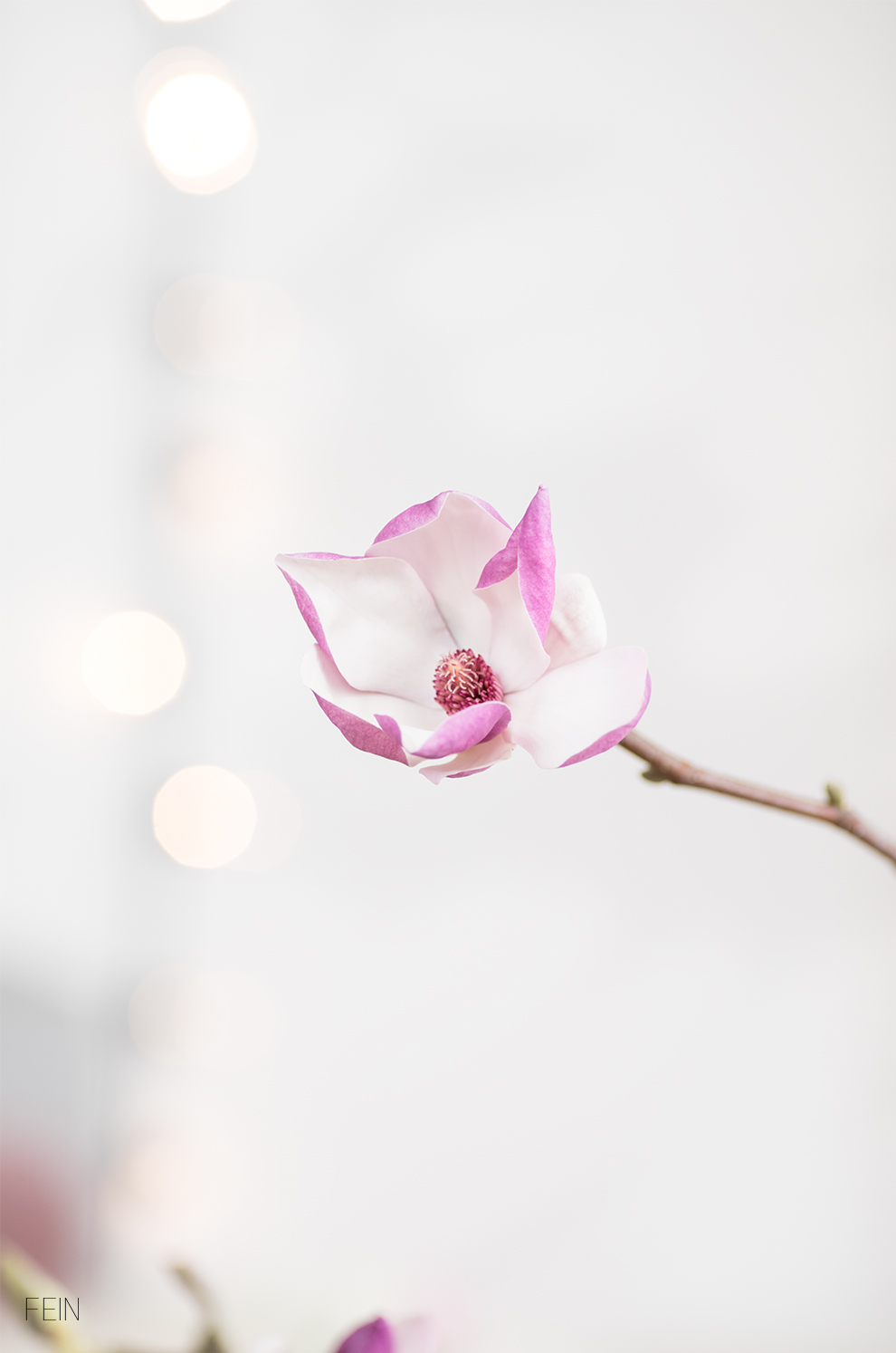 Spring Frühling Magnolien