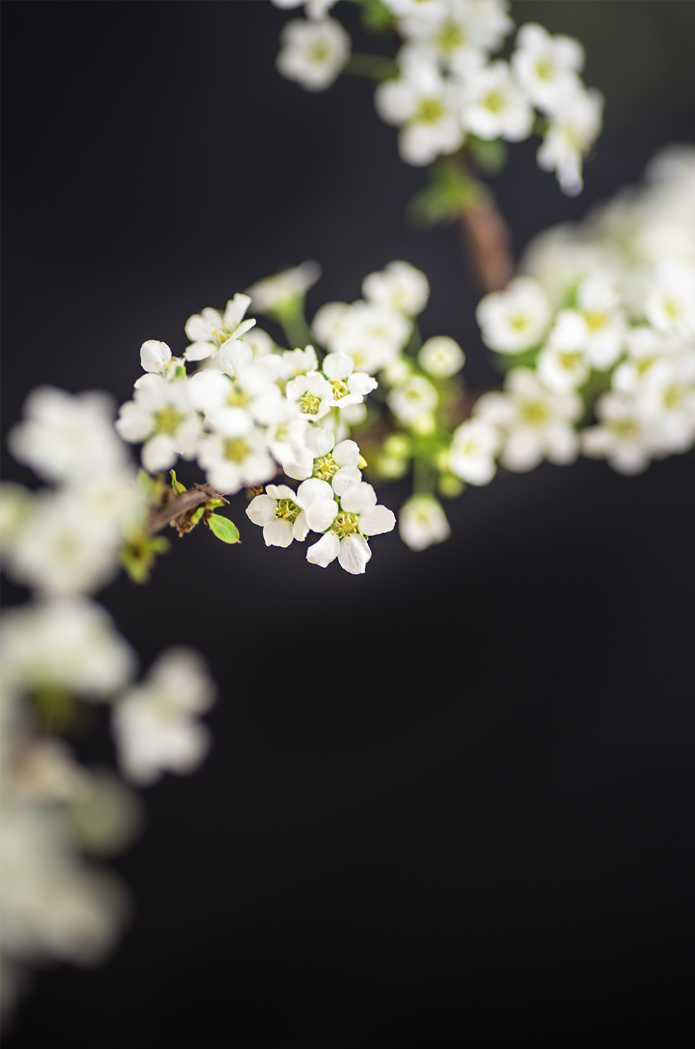 schwarz weiße einrichtung blumen