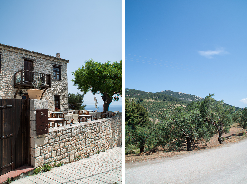Urlaub Griechenland Olivenbäume