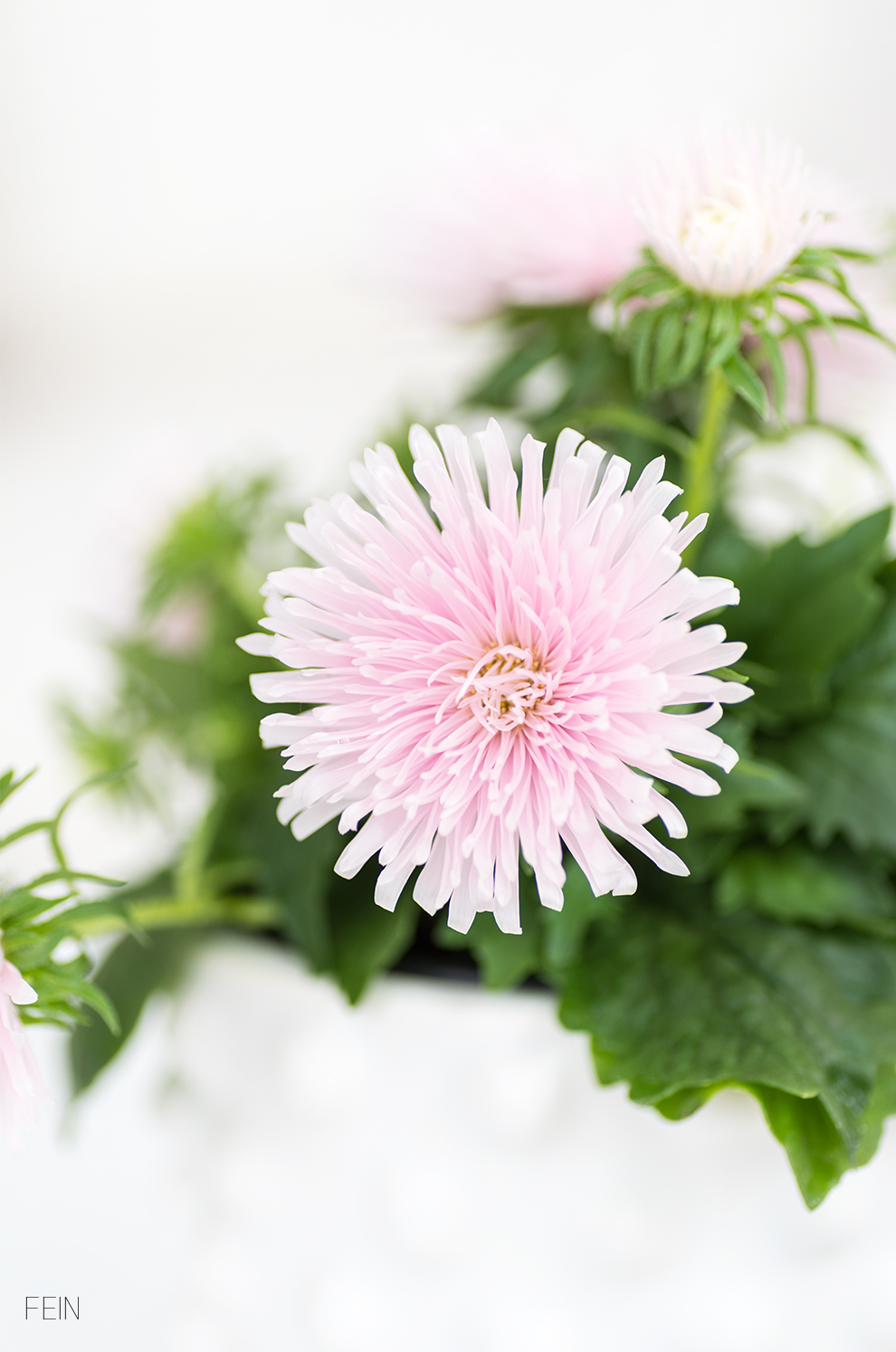 Stilmix Pflanzen Blüten Sommer