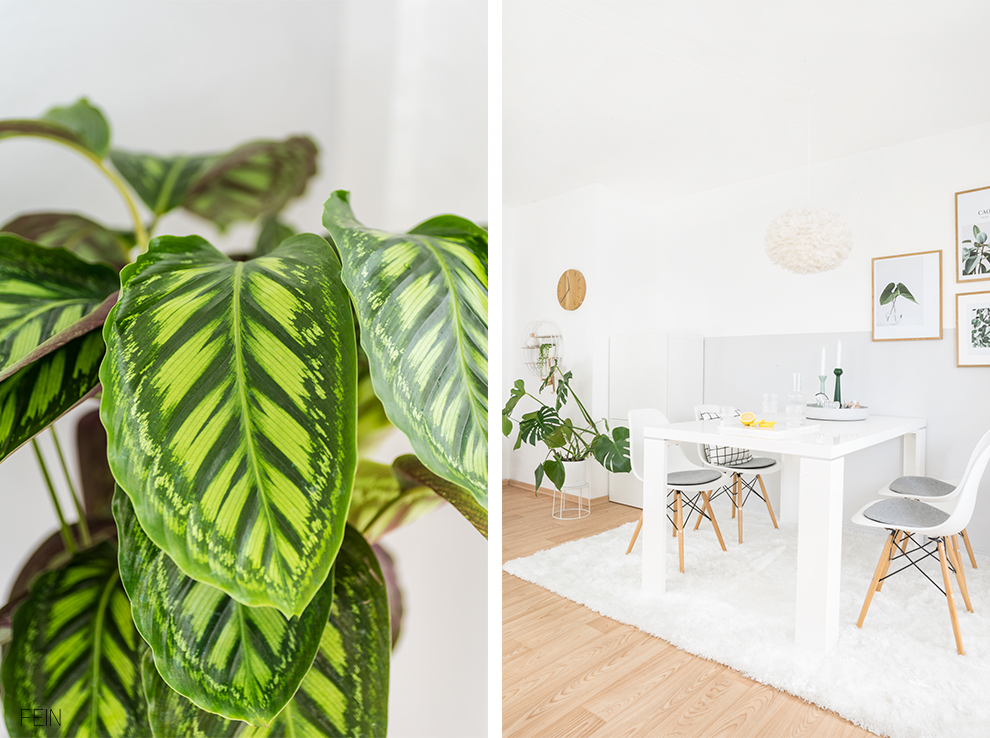 Wohnen grün Grünpflanzen