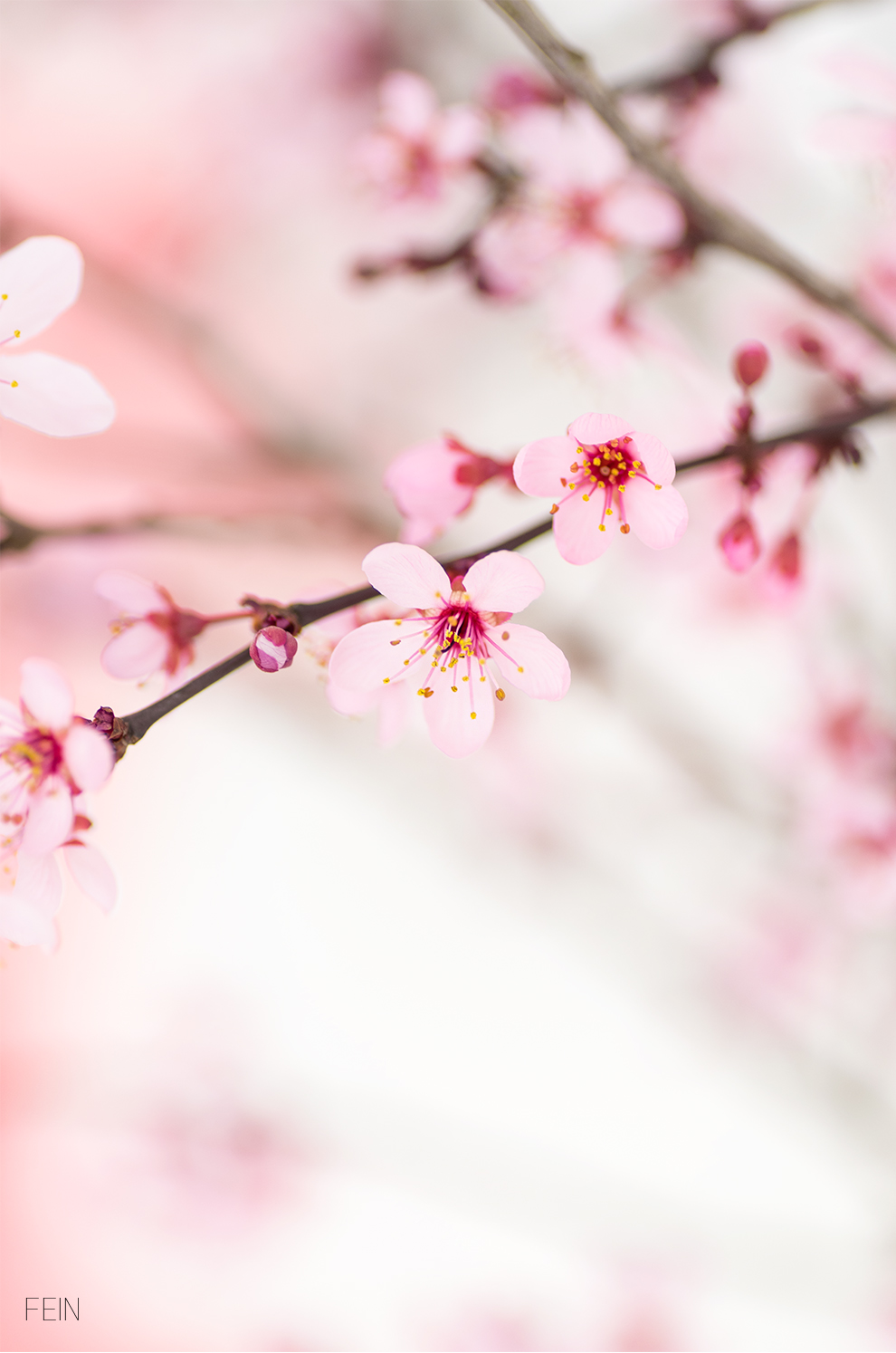 Pantone Living Coral Blüten