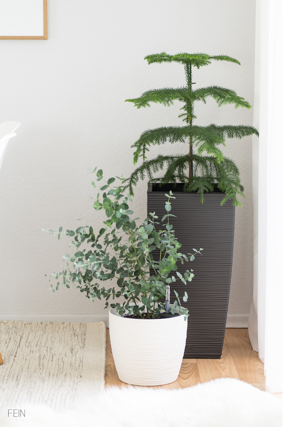 Zimmerpflanzen Cosy Töpfe Emsa