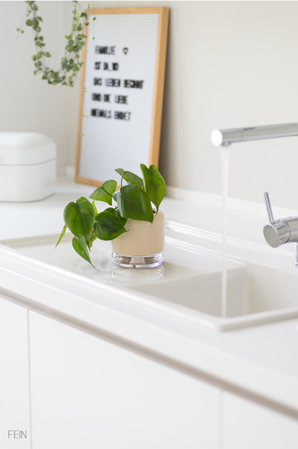 Pflanze selbstbewässernd