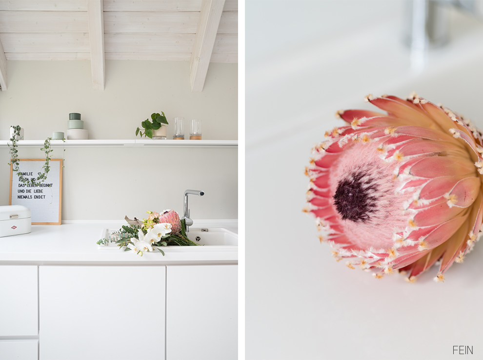 Pflanzen Frühling Blumen