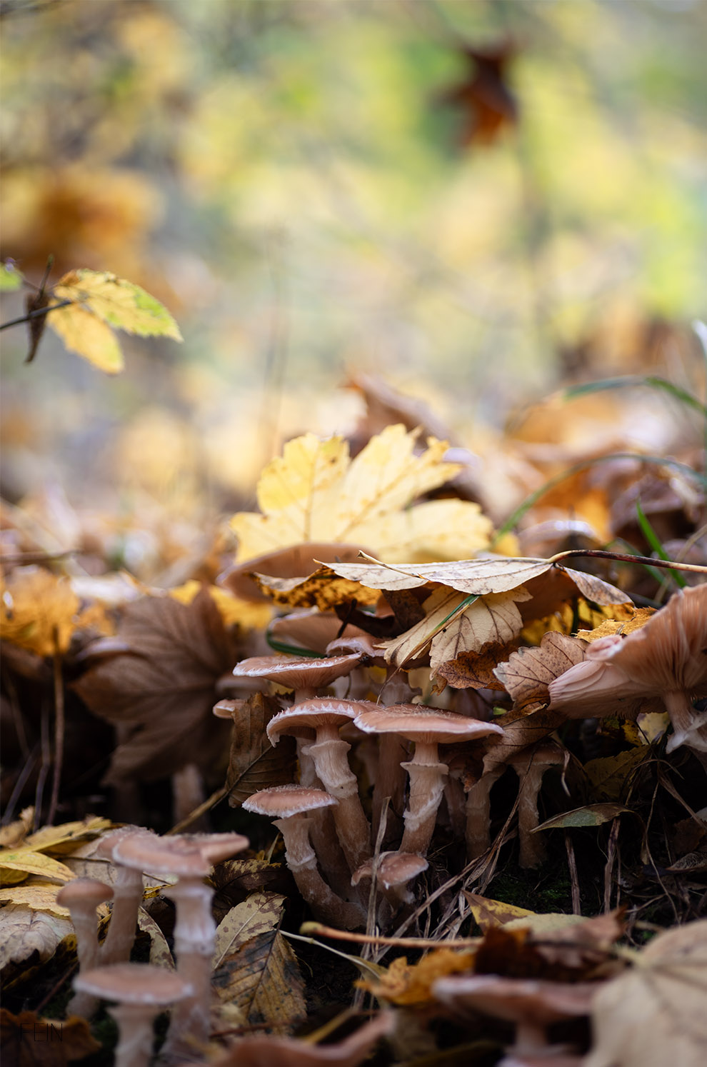 Nicht essbare Pilze im Wald