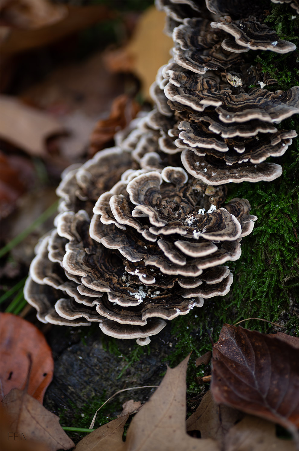 Pilze im Wald Baumpilz