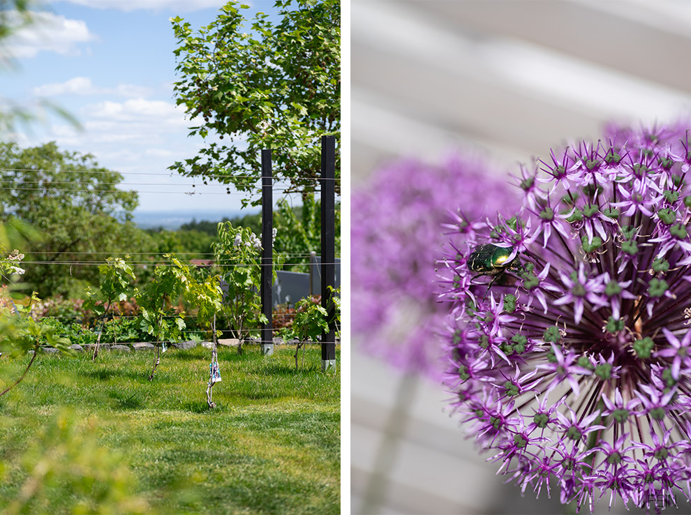 Nutzgarten Weinreben