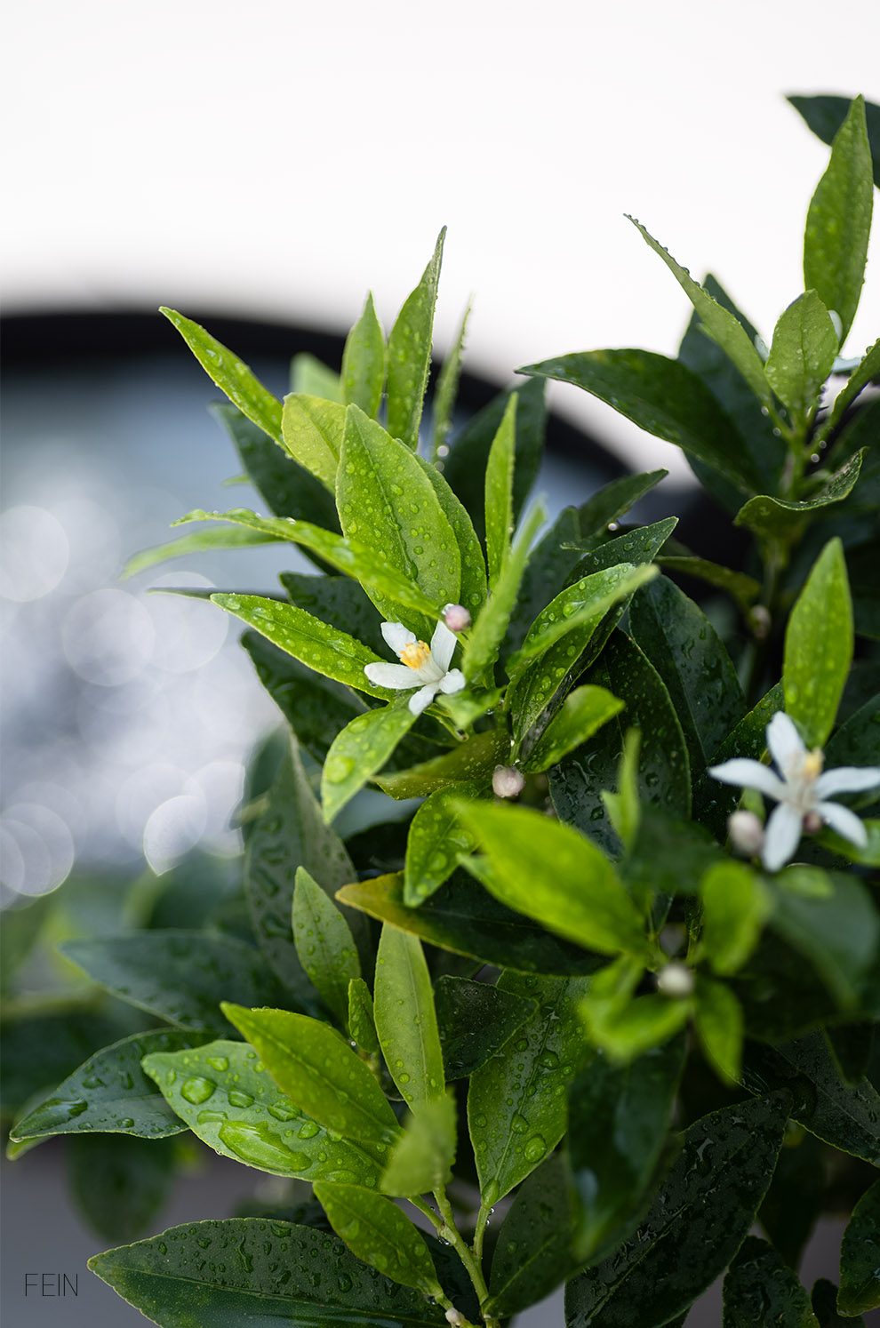 Regentropfen auf Zitronenblüte