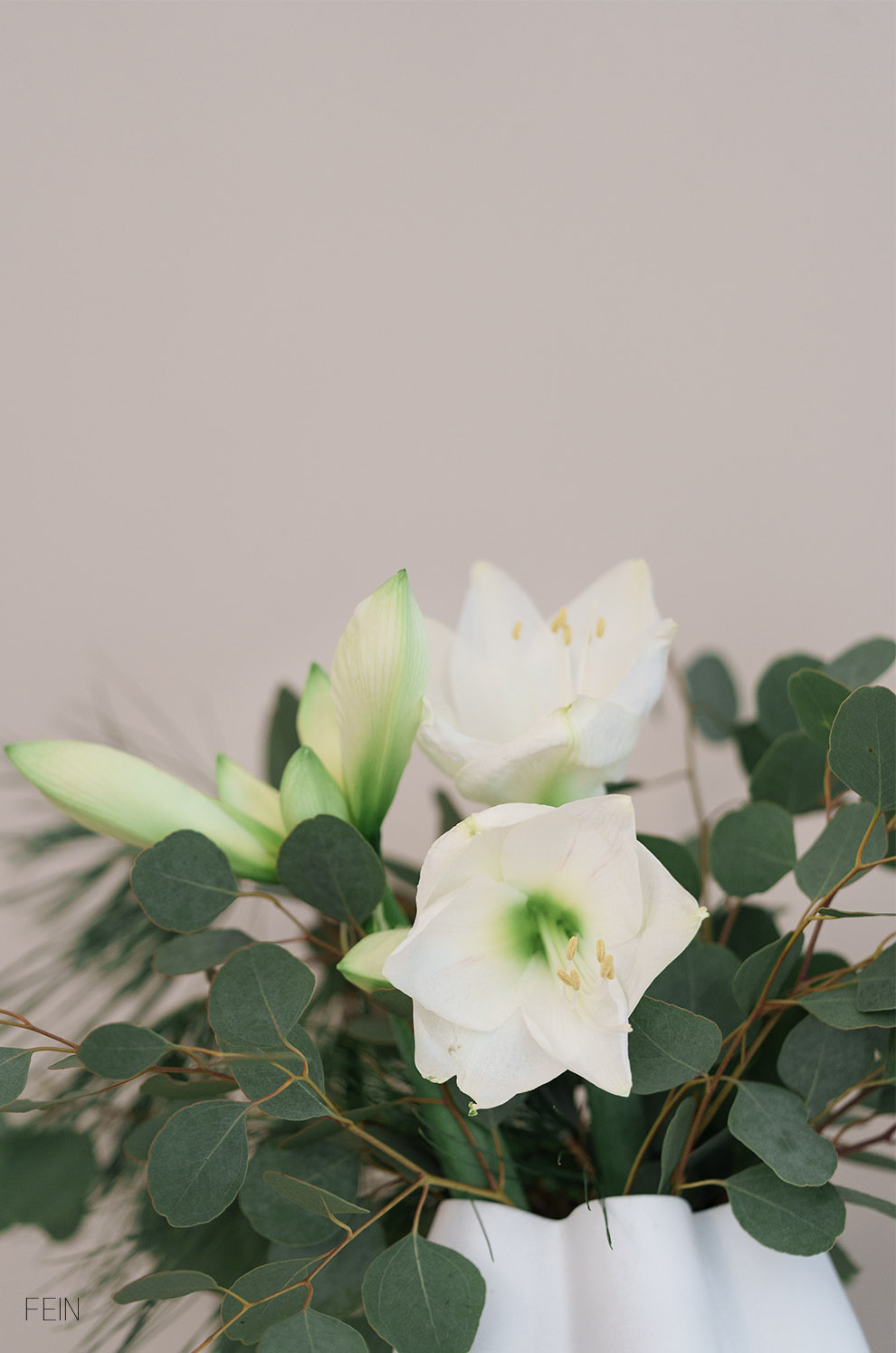 Matcha weiße Amaryllis