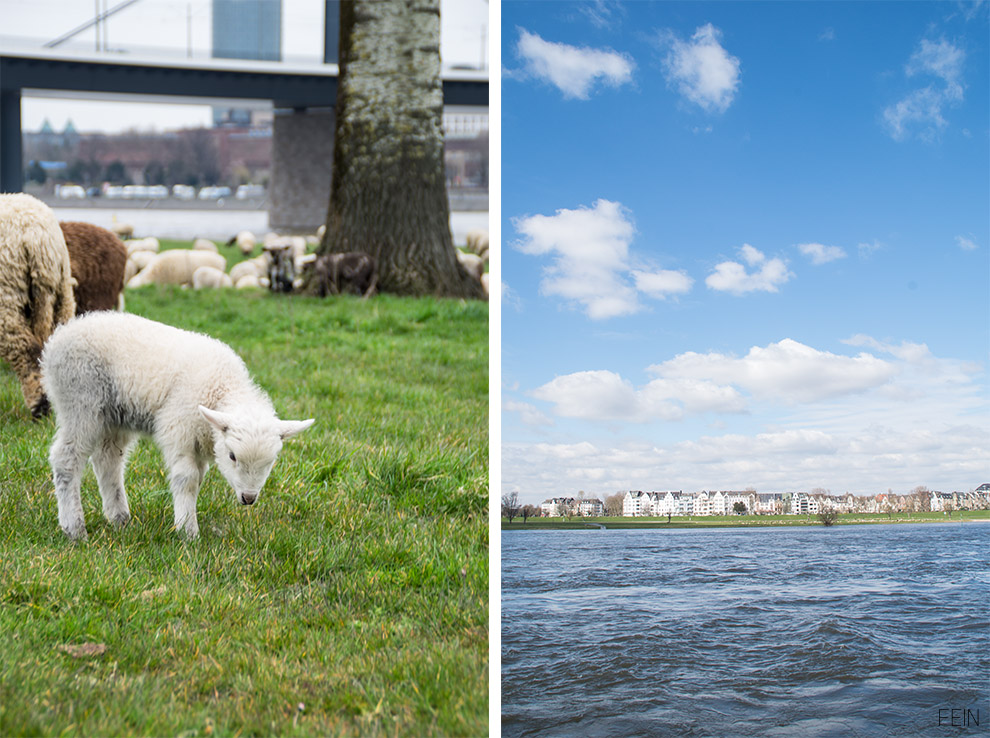 Rhein Schafe Düsseldorf