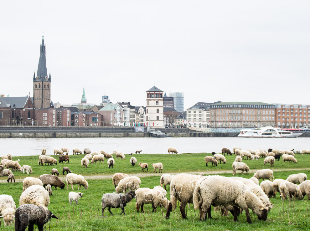 Schafe Rheinufer Düsseldorf City