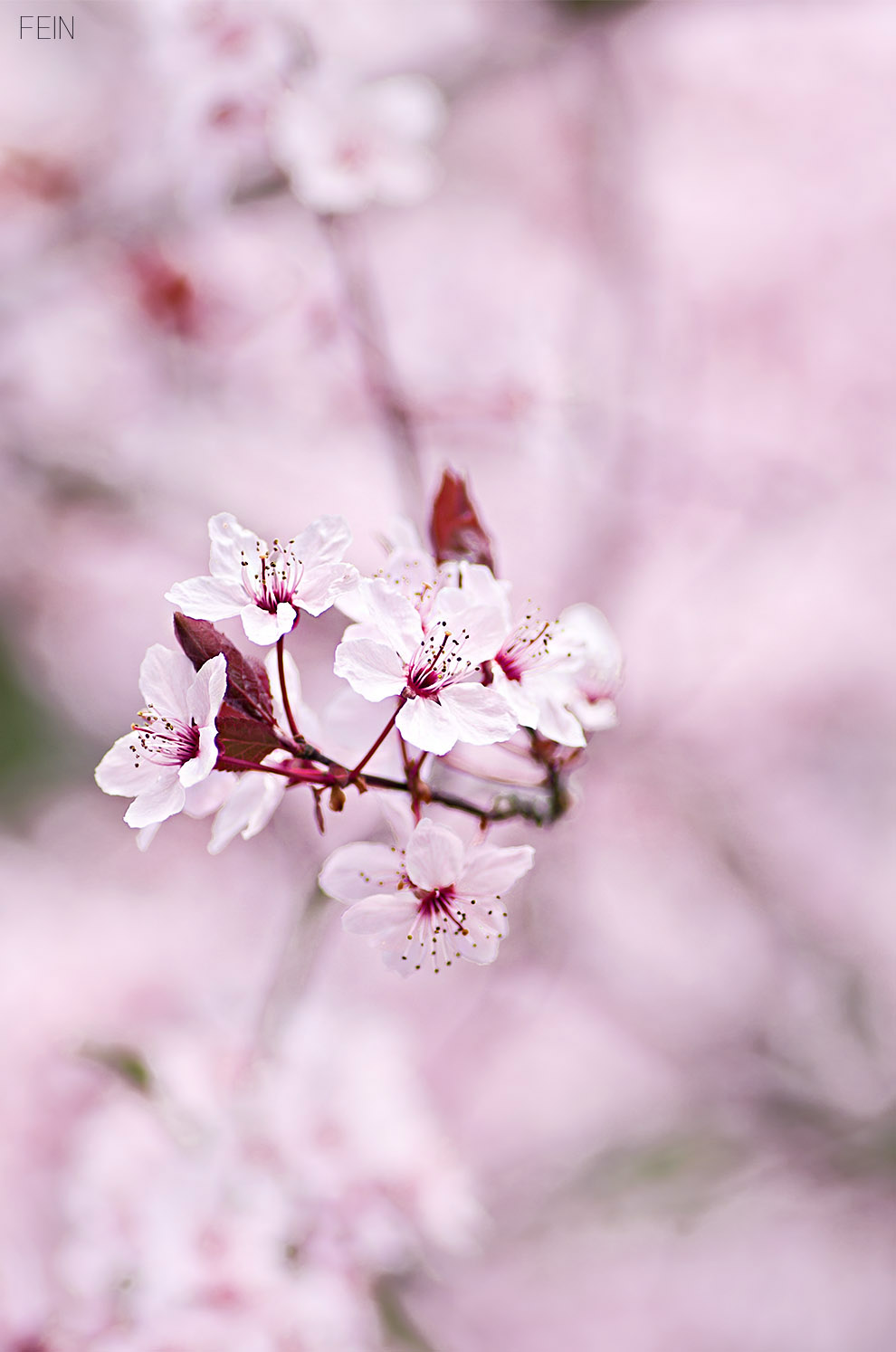 Zierkirsche Makro Blüte