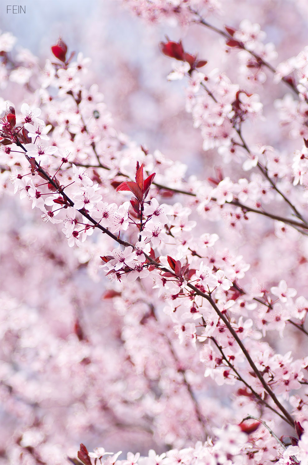Zierkirschen Blüten