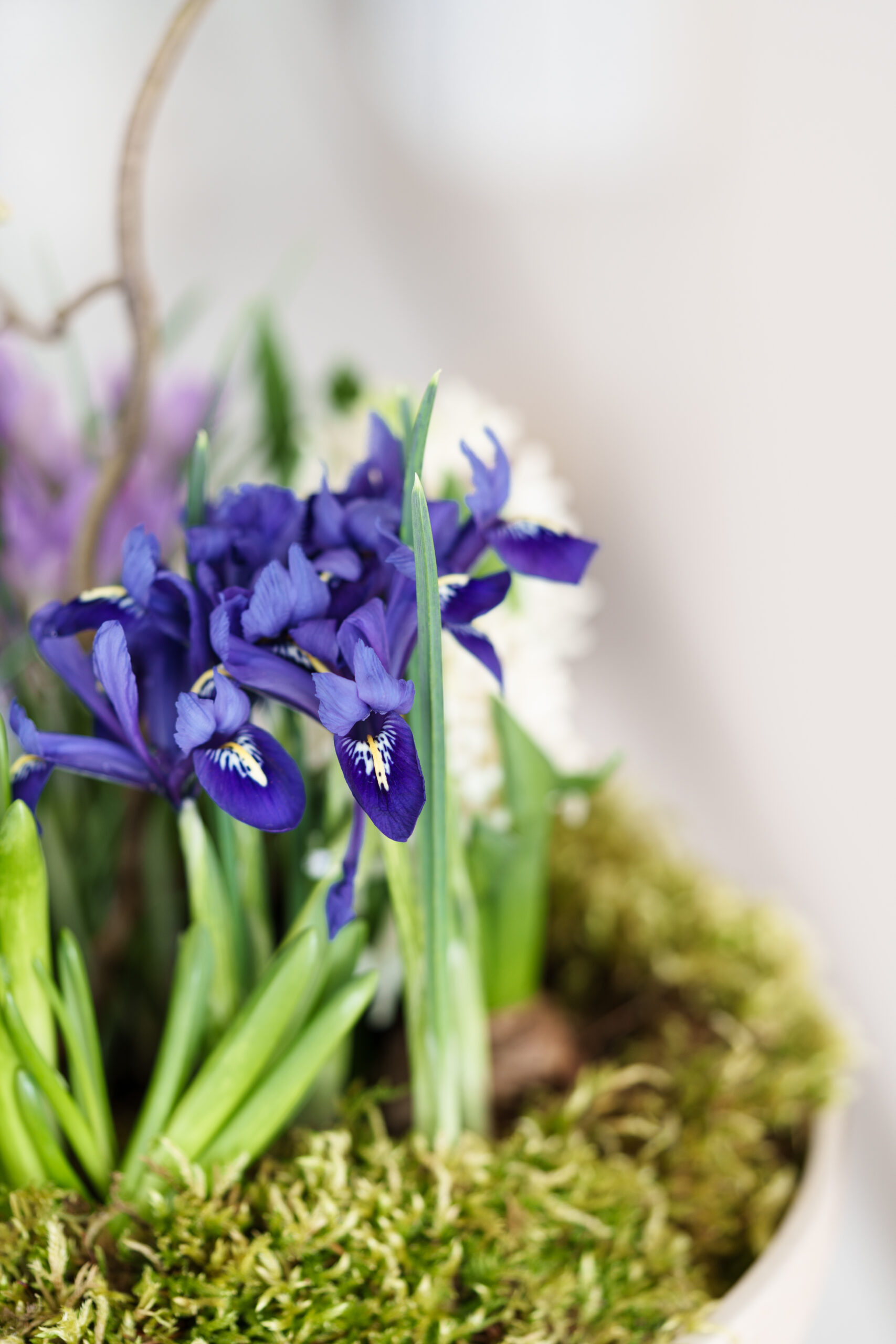 Vivanno Schale Frühling 24