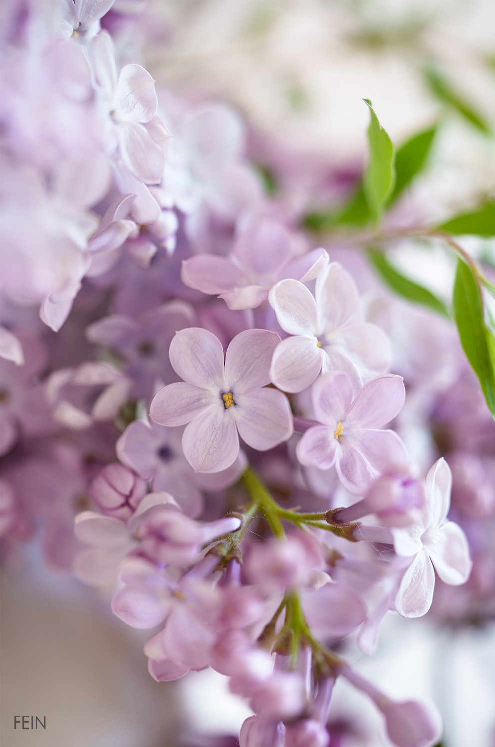 Flieder lila aus eigenem Garten