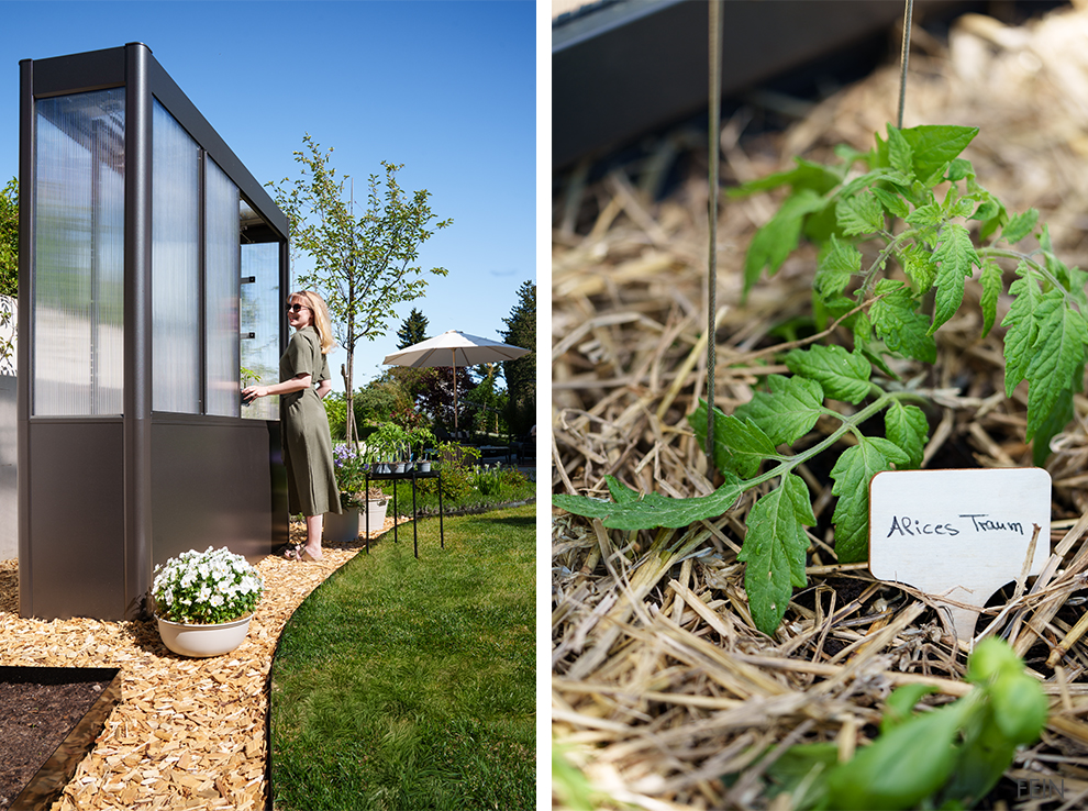 Gewächshaus Florentina Biohort Tomaten