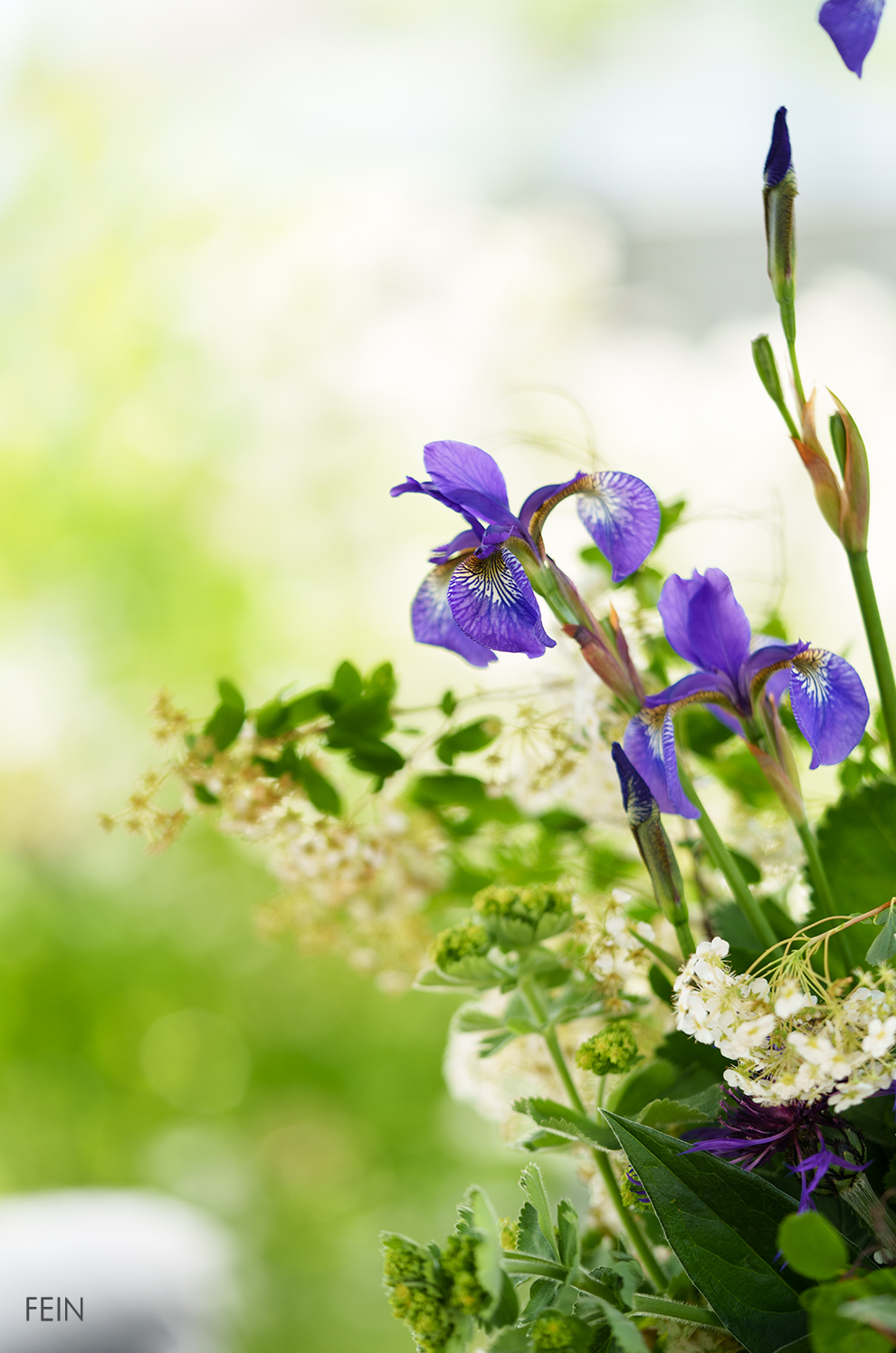 Iris Gartenblumen 2026