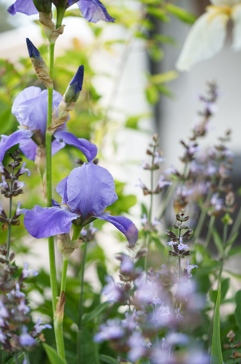 Schwertlilie Garten 2026