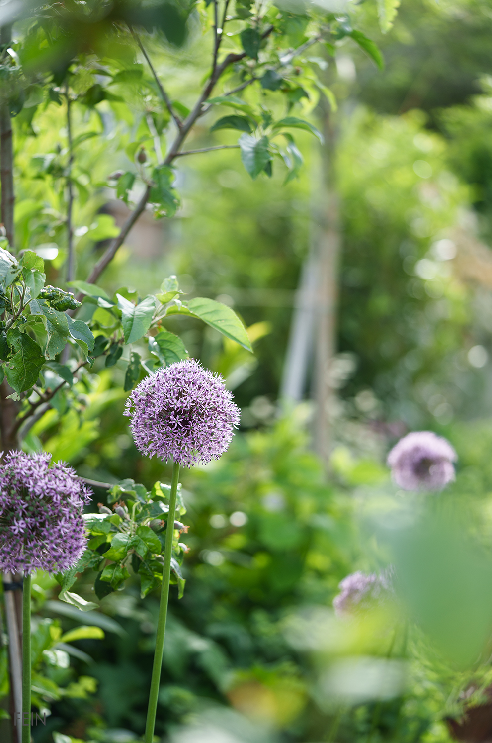 Sommer Garten Allium 2026