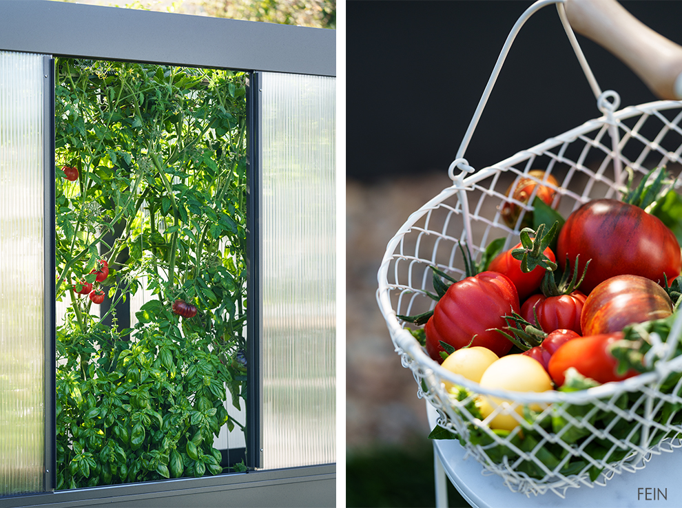 Gewächshaus Biohort Florentina Tomatenernte