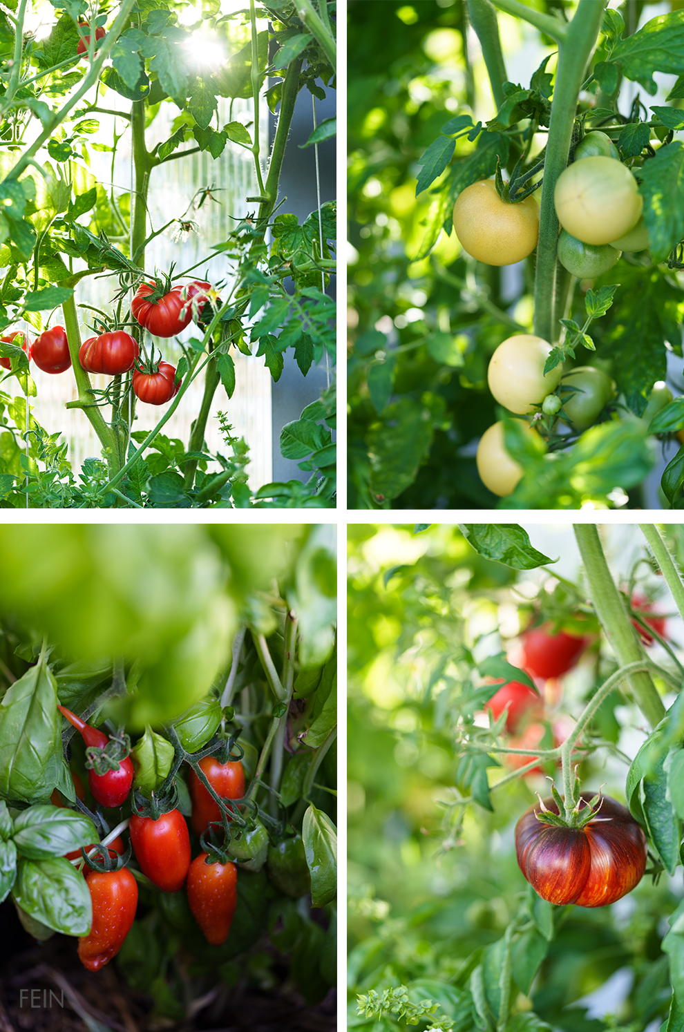 Tomaten Raritäten 2026