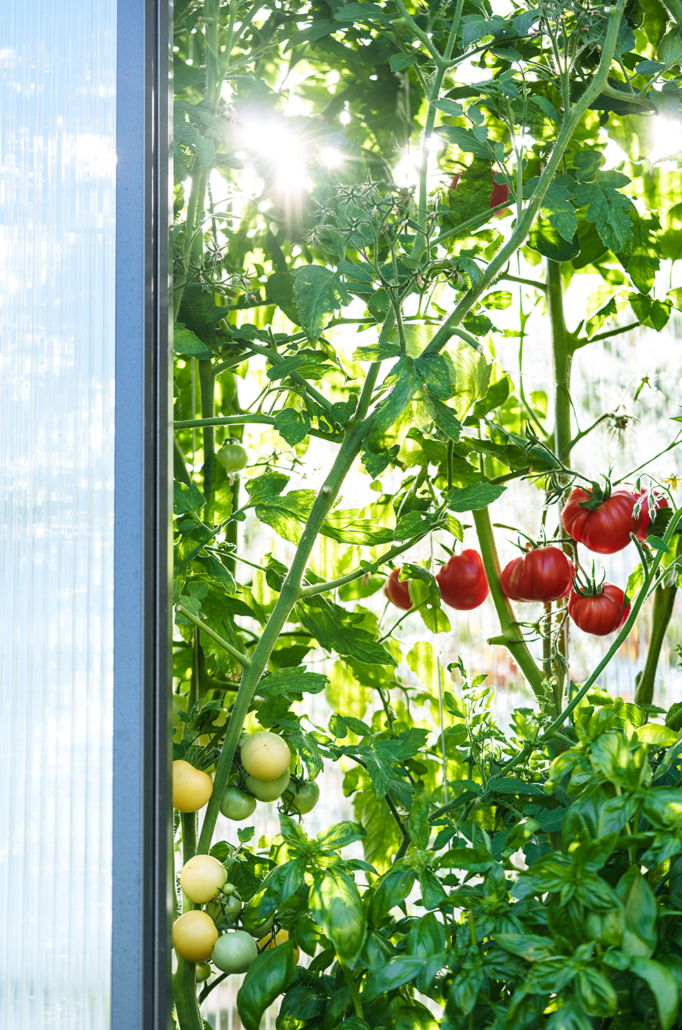 Tomaten Zakopane